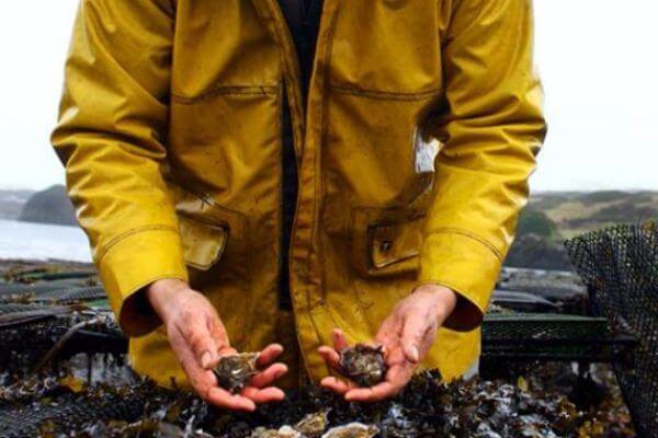 Pair of hands holding oysters